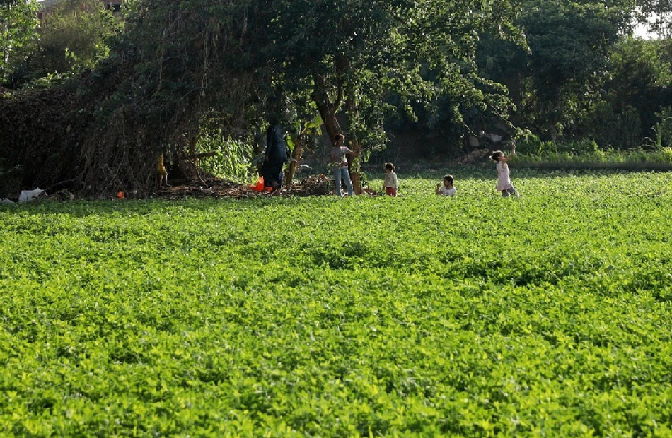 “الأوقاف”: تحريك إيجارات الأراضي الوقفية التزام بالقانون وليس تضييقًا على الفلاحين أراضي الأوقاف