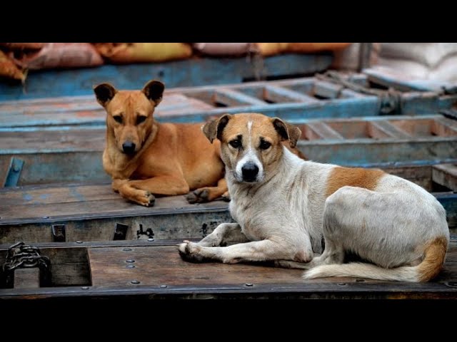 نقيب الفلاحين ينصح المواطنين: “صاحب كلب ولا تصاحب إنسان”.. والكلب المصري الأذكى والأوفى في العالم