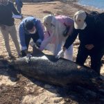 البيئة: التخلص من الدرفيل النافق بمدينة رأس غارب وفقًا للاشتراطات البيئية