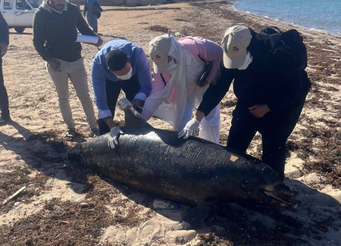 البيئة: التخلص من الدرفيل النافق بمدينة رأس غارب وفقًا للاشتراطات البيئية
